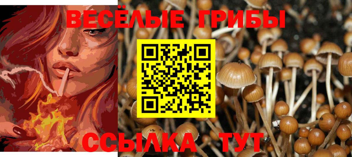 Галлюциногенные грибы Psilocybine cubensis Губаха